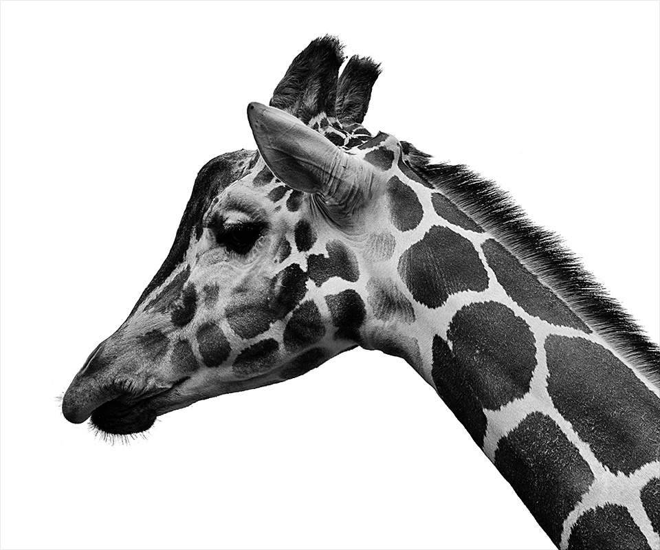 giraffe-before